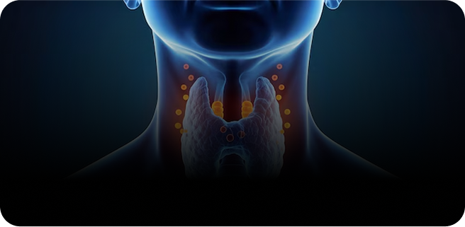 Thyroid Function