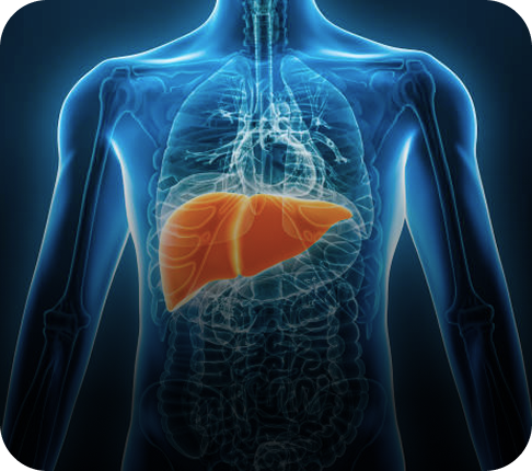Liver Function