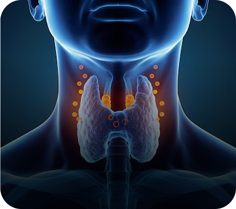 Thyroid Function