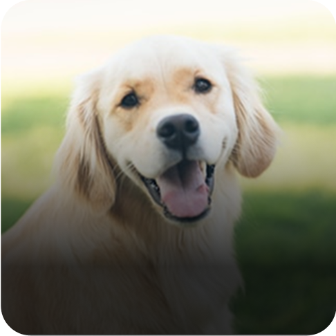 Pet Odours & Dander