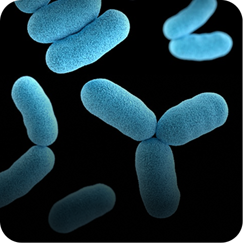 Bacteria & Viruses